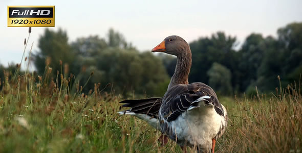 Geese Strolling in Grass