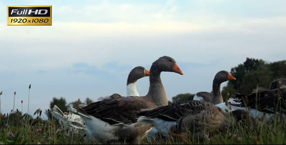 Geese Strolling in Grass 3