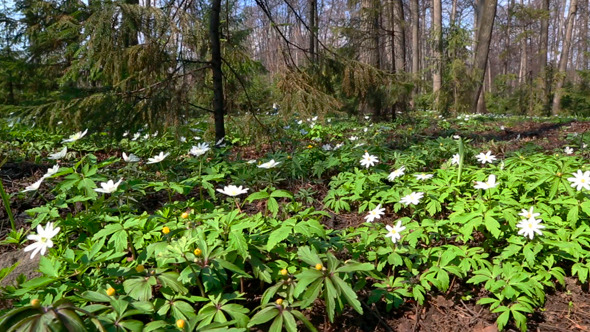 Landscape With White Flowers Anemones