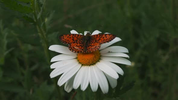 Beautiful Butterfly Sits on Daisy