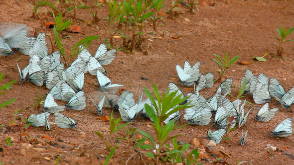 Butterflies On Sand 1