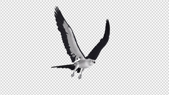 Swallowtail Kite - 4K Flying Loop - Side Angle alt