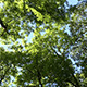 Forest - In The Treetops - Canopy - VideoHive Item for Sale