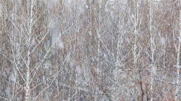 Heavy Snowfall On The Background alt