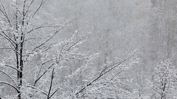 Background Of Snowy Trees