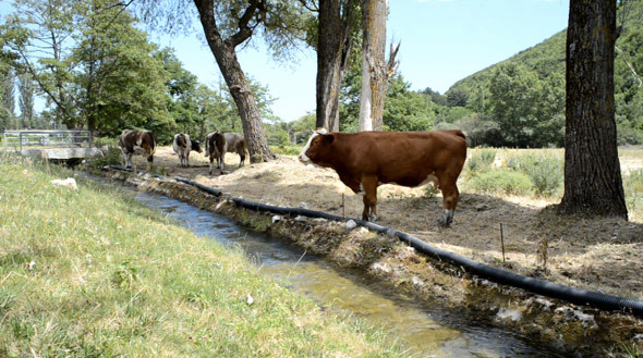 Cows In a Meadow