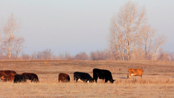 Cows On Autumn Dry Pasture  alt