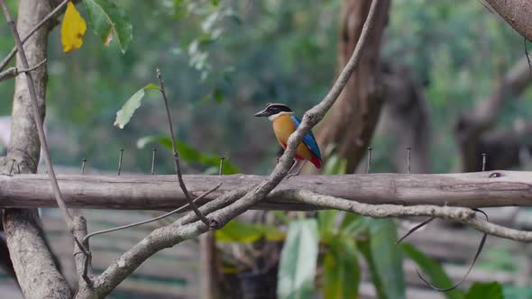 Small Blue Winged Pitta Bird Sitting on the Wood and Looking at Camera