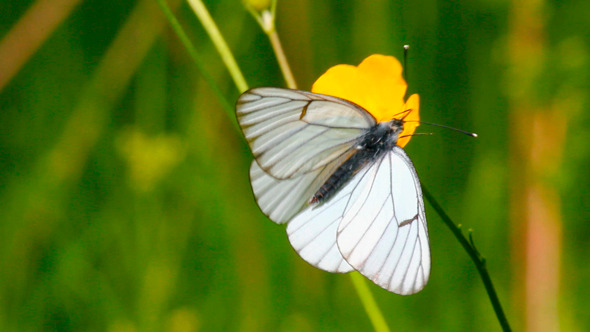 White Butterfly On Yellow Flowers