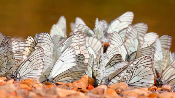 White Butterflies On River Beach