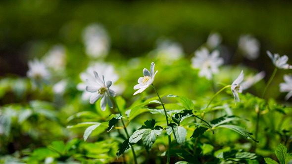 White Flowers Anemones In Spring Wood