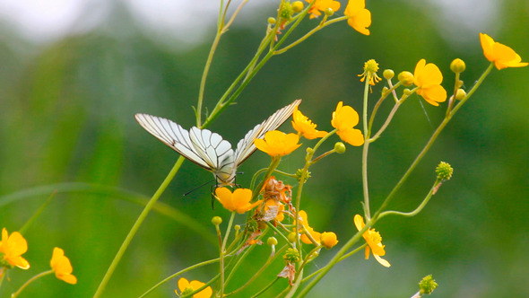 Butterfly On Flowers In Spring