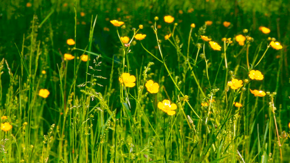 Buttercup Flowers In Nature