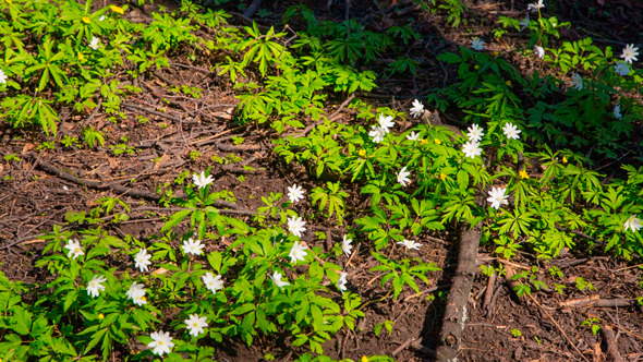 White Flowers Anemones In Spring Forest