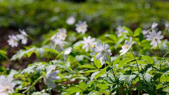 White Flowers Anemones