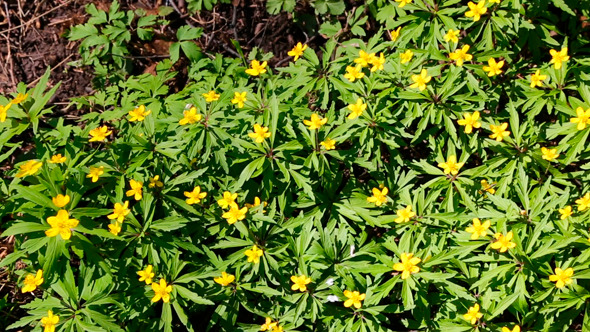 White Flowers Anemones In Forest alt