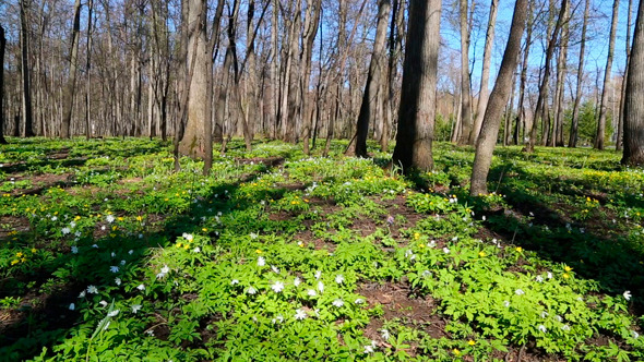 Spring Foret With White Flowers Anemones