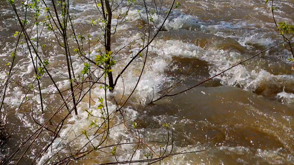 Water Flooded Forest