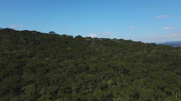 Parana Pine Trees