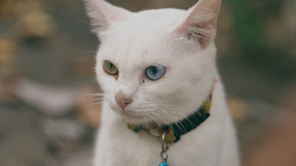 White Cat