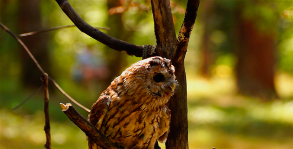 Bird Owl 2