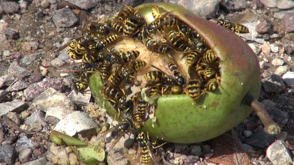 Wasps And Pear
