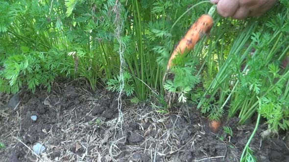 The Grandmother And Carrots