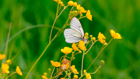 White Butterfly On Yellow Flowers