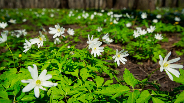 Flowers Anemones In Spring Forest
