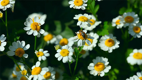 Chrysanthemum