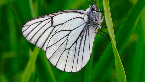 White Butterfly On Leaf Macro 