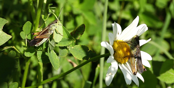 Grasshopper Meeting