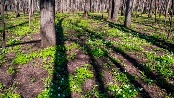 Spring Forest Landscape With White Flowers