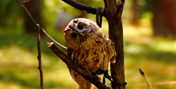 Bird Owl 3