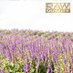 Lavender Field - VideoHive Item for Sale