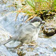 Bird is Taking a Bath - VideoHive Item for Sale