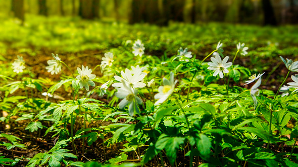 White Flowers Anemones alt