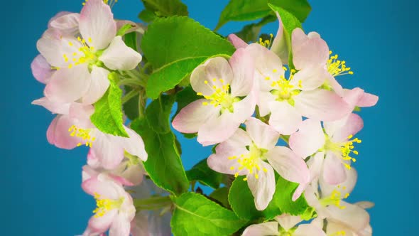 White Apple Tree Flowers