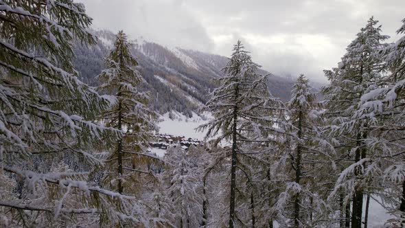Trees and Forests in Switzerland During the Winter