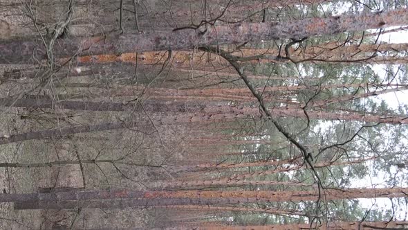 Vertical Video of Trees in a Pine Forest Slow Motion