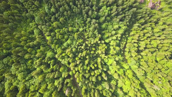 Top down aerial view of green summer forest with many fresh trees.