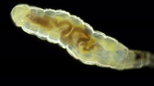 Wormlike Larva of a Fly Midge Insect of the Order Diptera Under a Microscope Suborder Brachycera