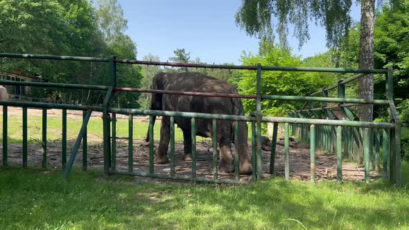 Elephant in the Zoo Behind the Cage