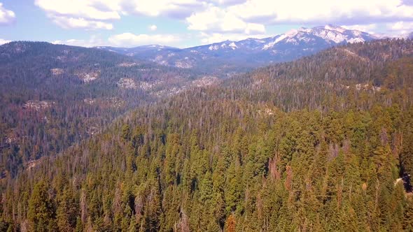 Aerial View of the Sequoia National Park Forest from Above in California