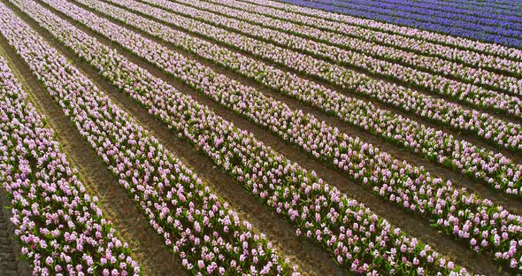 Aerial view of rows of tulips at Keukenhof botanical garden, Lisse, Netherlands.