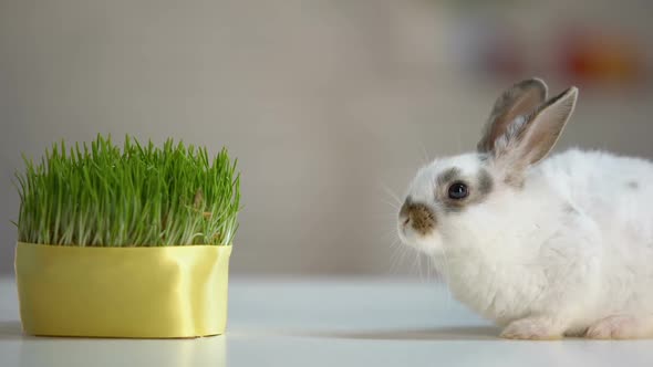 Cute Domestic Rabbit Sitting Table Near Green Plant, Healthy Pet Diet, Ecology