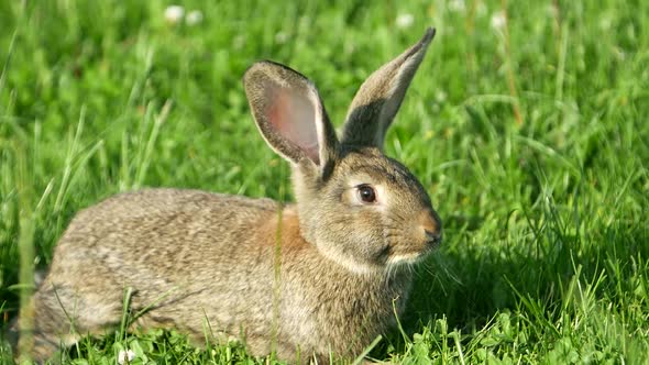 Cute Grey Rabbit Eating a Pink Flower Petal While Laying on Green Grass Field in the Shade