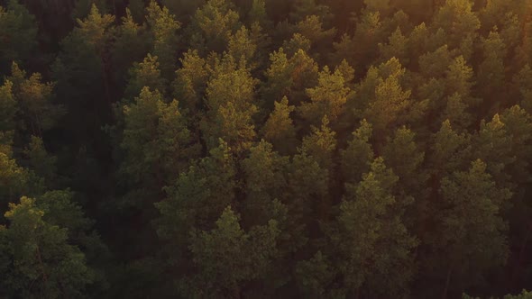 Beautiful Bright Pine Forest at Sunset View From the Heights