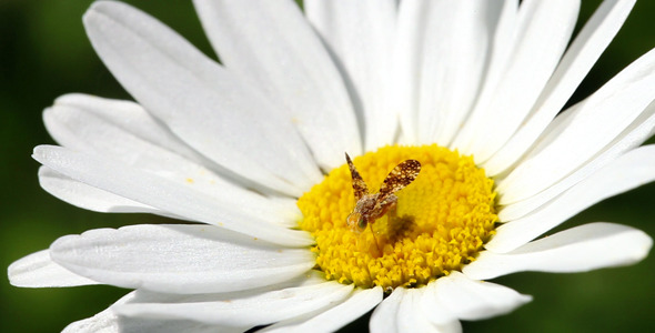 Honey Bee On A Daisy Flower