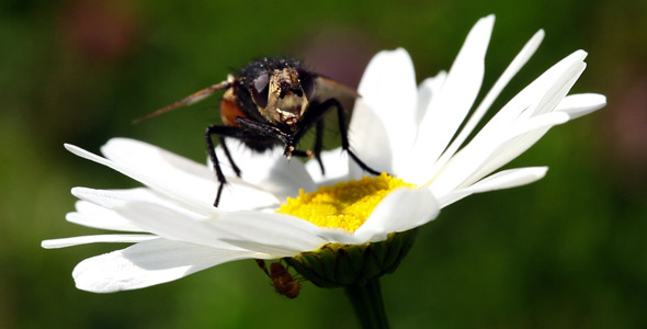 Fly On A Daisy Flower